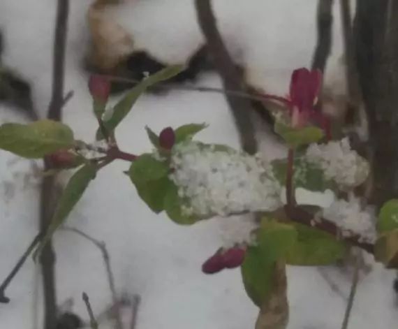 白雪中的红玫瑰花语,白雪中的粉玫瑰