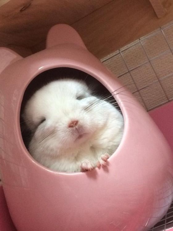 龙猫需要哪些生活用品,龙猫的窝最简单布置