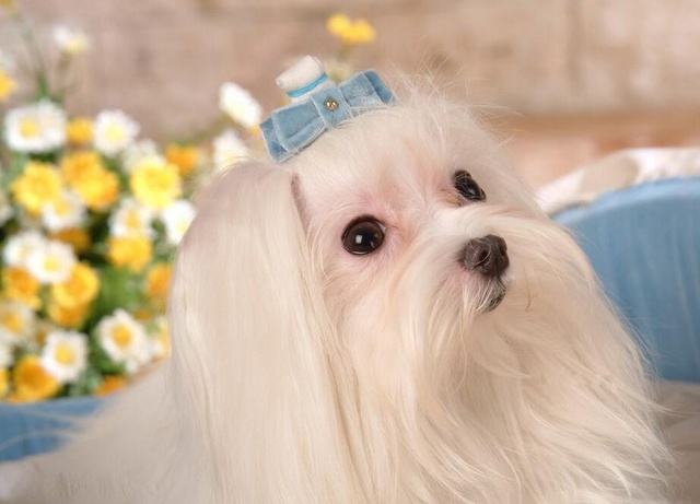 狗狗品种大全及图,狗狗品种大全价格