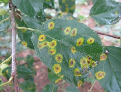 苹果树叶上的羊胡子锈病怎样防治,苹果树叶背面长绒毛怎么治