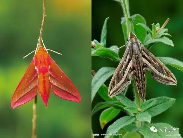 幺蛾子介绍,蛾子的宝宝