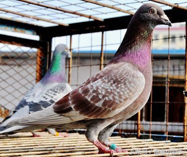 信鸽种鸽挑选与配对,种鸽怎样配对是最佳