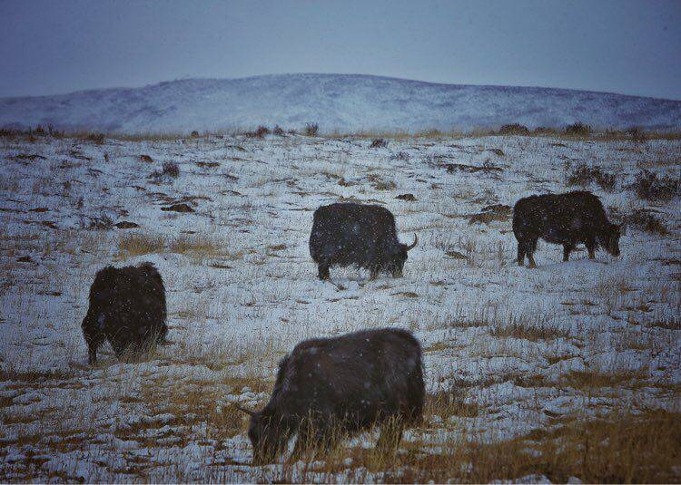 有人你|醉美三江源,最美瀞度人