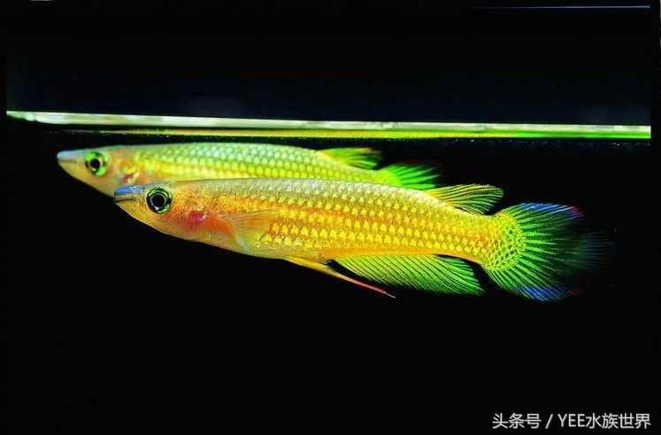 十大名贵淡水观赏鱼排行榜,十大淡水观赏鱼排行榜