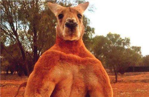澳洲袋鼠肉零食,澳大利亚袋鼠吃货