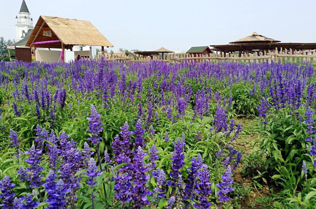 蓝调薰衣草庄园官网,蓝调薰衣草庄园别墅