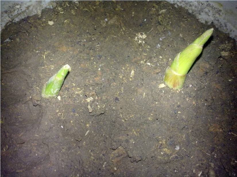 姜种植盆栽方法,姜种植方法盆栽