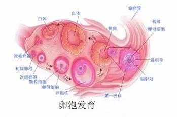 监测排卵也得讲究方法,科普监测排卵的方法