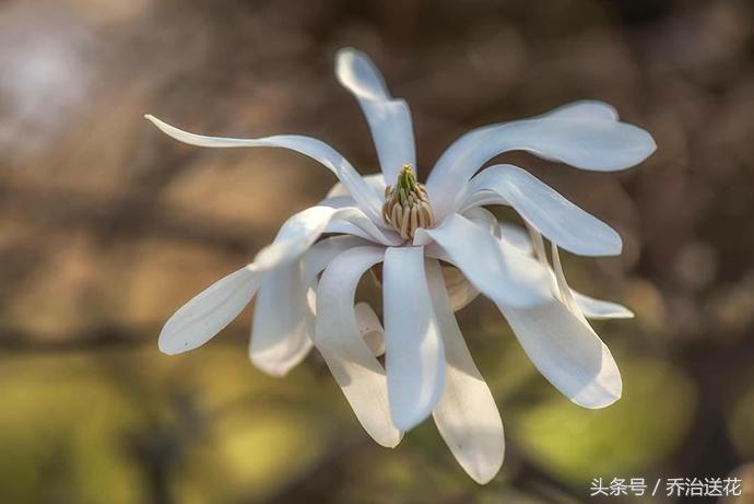 祖玛珑香水星花木兰,祖马龙花木兰香氛