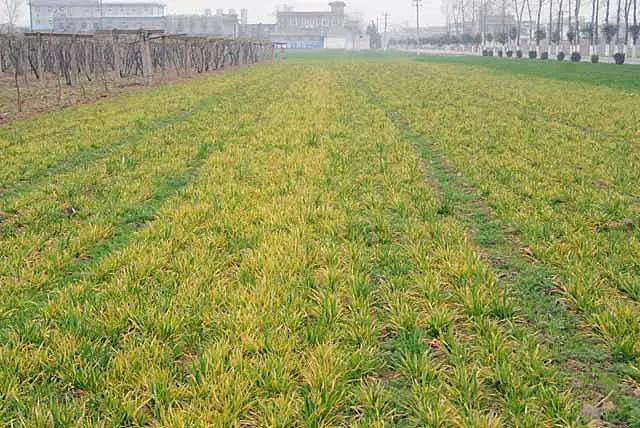 如何避免小麦冬春季死苗,年前小麦苗弱苗黄脱肥了怎么办