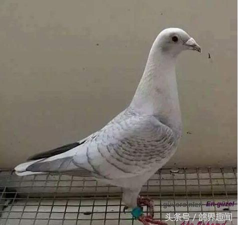 自己养鸽子有必要养信鸽吗,养信鸽好还是赛鸽好