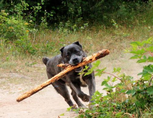 卡斯罗小狗到大狗的变化,卡斯罗和普通狗打架