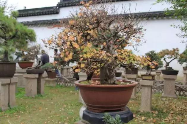 榆树盆景冬天在室内落叶吗,落叶盆景冬天怎么养护