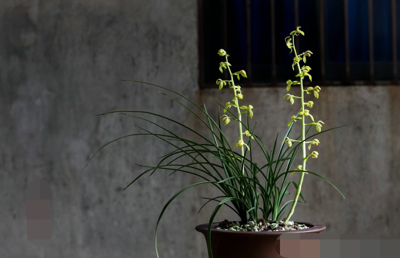 常见的药用兰花图片,路边很常见兰花图片