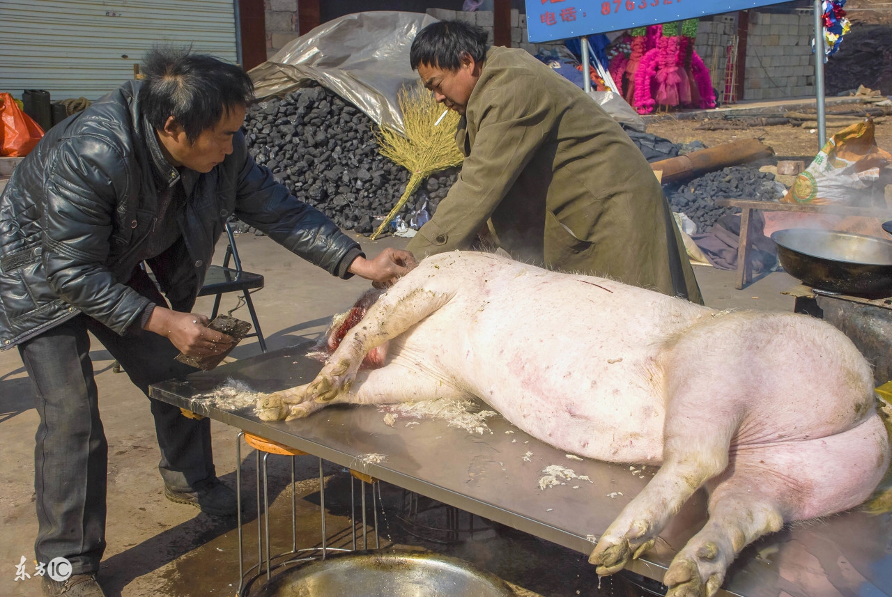 今年养猪赔钱还是赚钱,养猪赚钱的十大方法