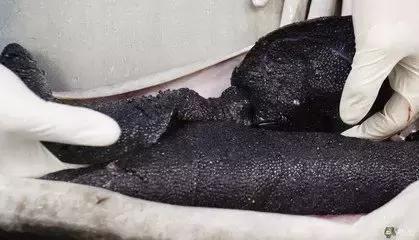 世界顶级鱼子酱多少钱一克,顶级鱼子酱一盎司多少钱