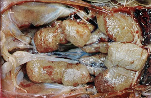 鸡马立克病有什么特征,鸡群为什么容易发病