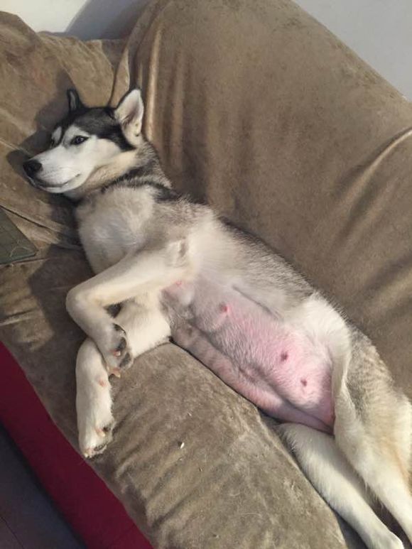 二哈怀孕两个月肚子什么样子,二哈怀孕第5周