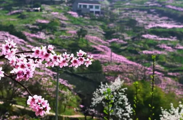 成都有什么好玩的东西,成都到底有多好玩