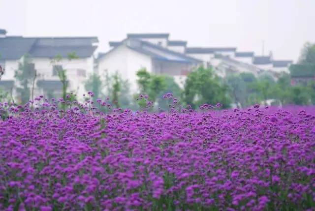 成都有什么好玩的东西,成都到底有多好玩