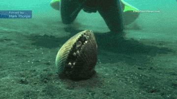 蔑视中心法则的章鱼,章鱼哥智商逆天