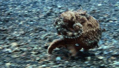 蔑视中心法则的章鱼,章鱼哥智商逆天