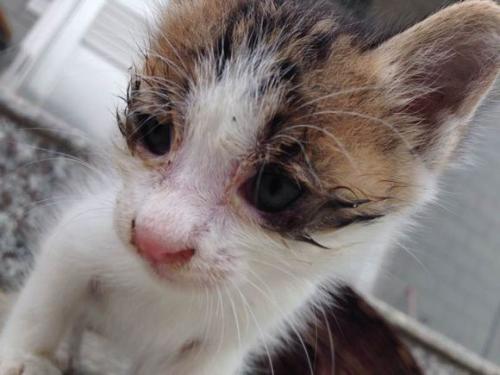 警惕：你的猫真是感冒那么简单吗？不可轻视的猫鼻支诊断及治疗！