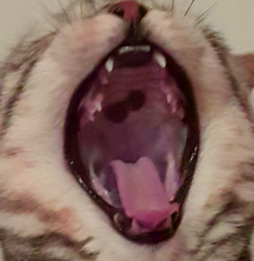 全都太有才了！NGA论坛水友集体COSPLAY魔兽世界技能图标