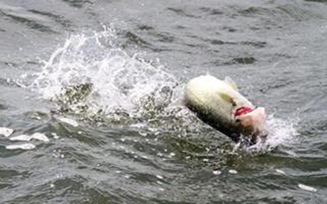 路亚新手入门抛投必学技巧,路亚钓罗非鱼教学路亚抛投