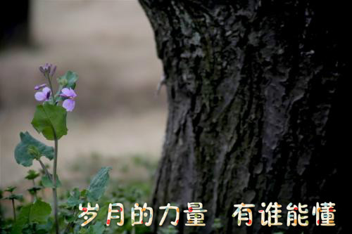 时光如梭岁月如流且行且珍惜自己,流年似水岁月如梭珍惜当下