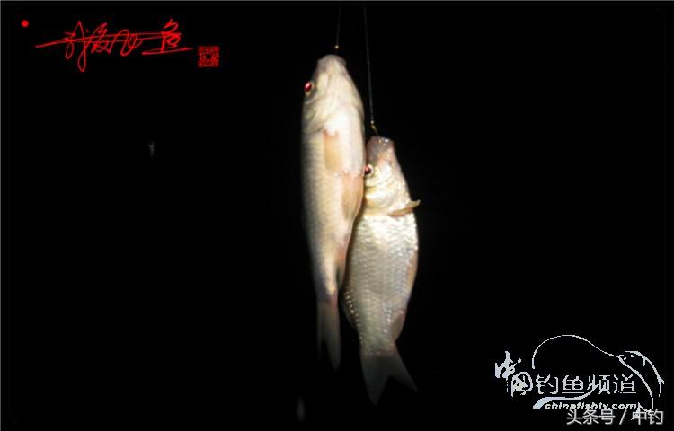 蝙蝠老是来屋里怎么赶走,蝙蝠来屋里怎么办