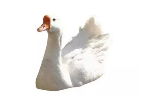 photoshop抠图接单,Ps怎么用路径抠图