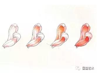 工笔菊花画法步骤示范,工笔菊花设色步骤