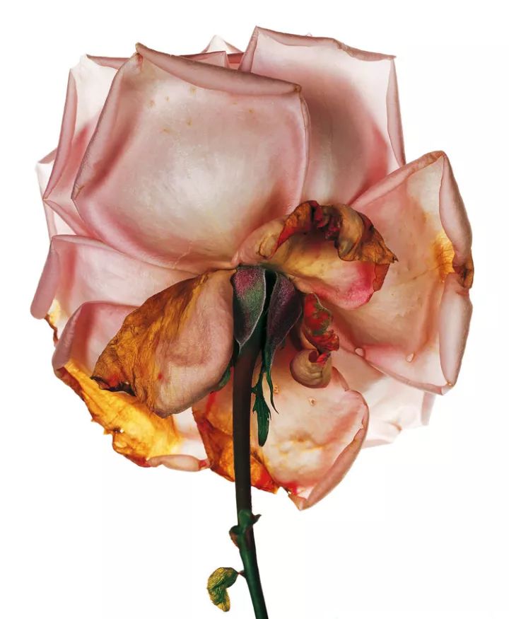 世界摄影大师经典作品欣赏,摄影100张世界摄影大师的黑白作品