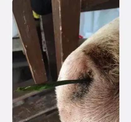 狗狗便秘不吃饭怎么回事,狗狗便秘不吃饭怎么办