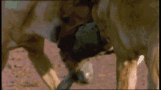 澳大利亚吉祥物袋鼠,澳大利亚的袋鼠伤人事件