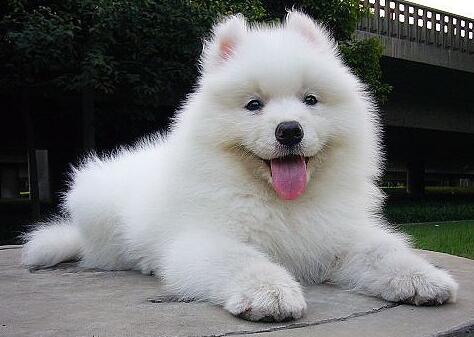 怎么预防萨摩耶掉毛,萨摩耶怎么预防感冒