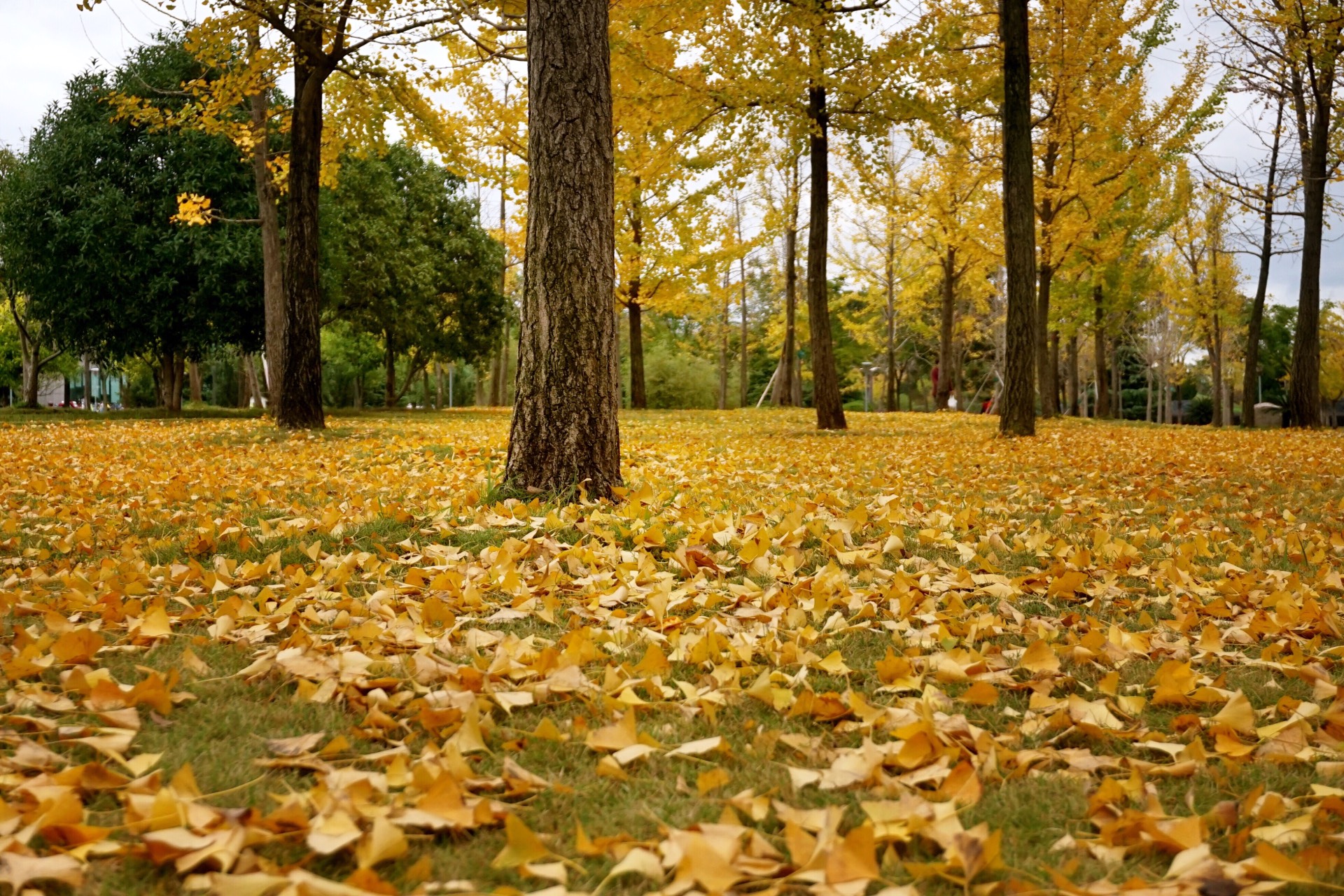这是，浙师！双龙学者王辉教授眼中的师大，美不胜收！