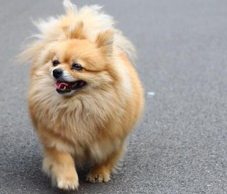 博美犬细小治疗后注意事项 (如何让博美犬注意卫生)