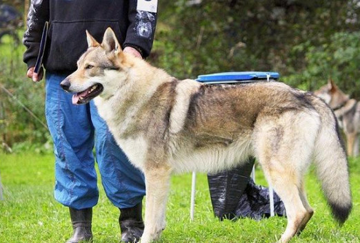 罗威纳犬和捷克狼犬哪种好,世界上最昂贵的狗品种