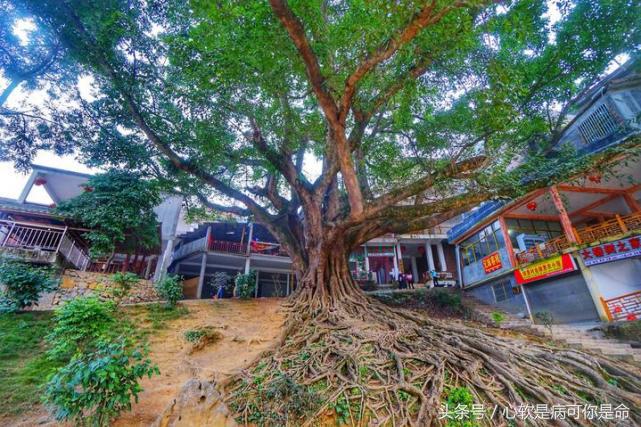 坝美世外桃源简介,坝美世外桃源旅游怎么样