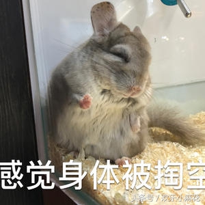 天天吸猫的你看过这些猫科动物吗 (可爱龙猫啮齿目毛丝鼠科动物)