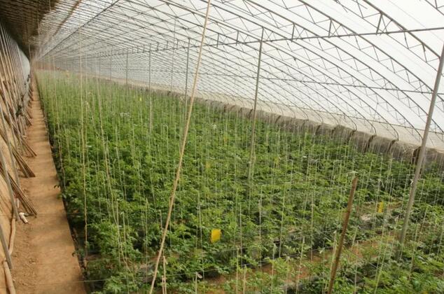 蔬菜喷什么药防冻害,露地蔬菜怎么防止冻害