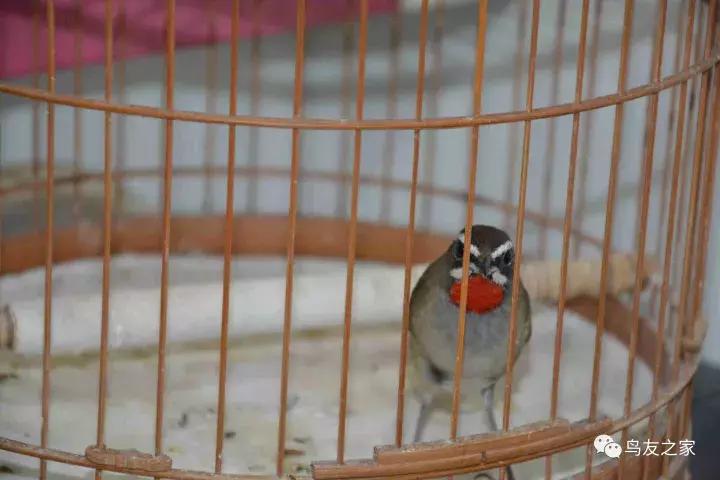 蓝点颏冬季,靛颏冬季饲养管理
