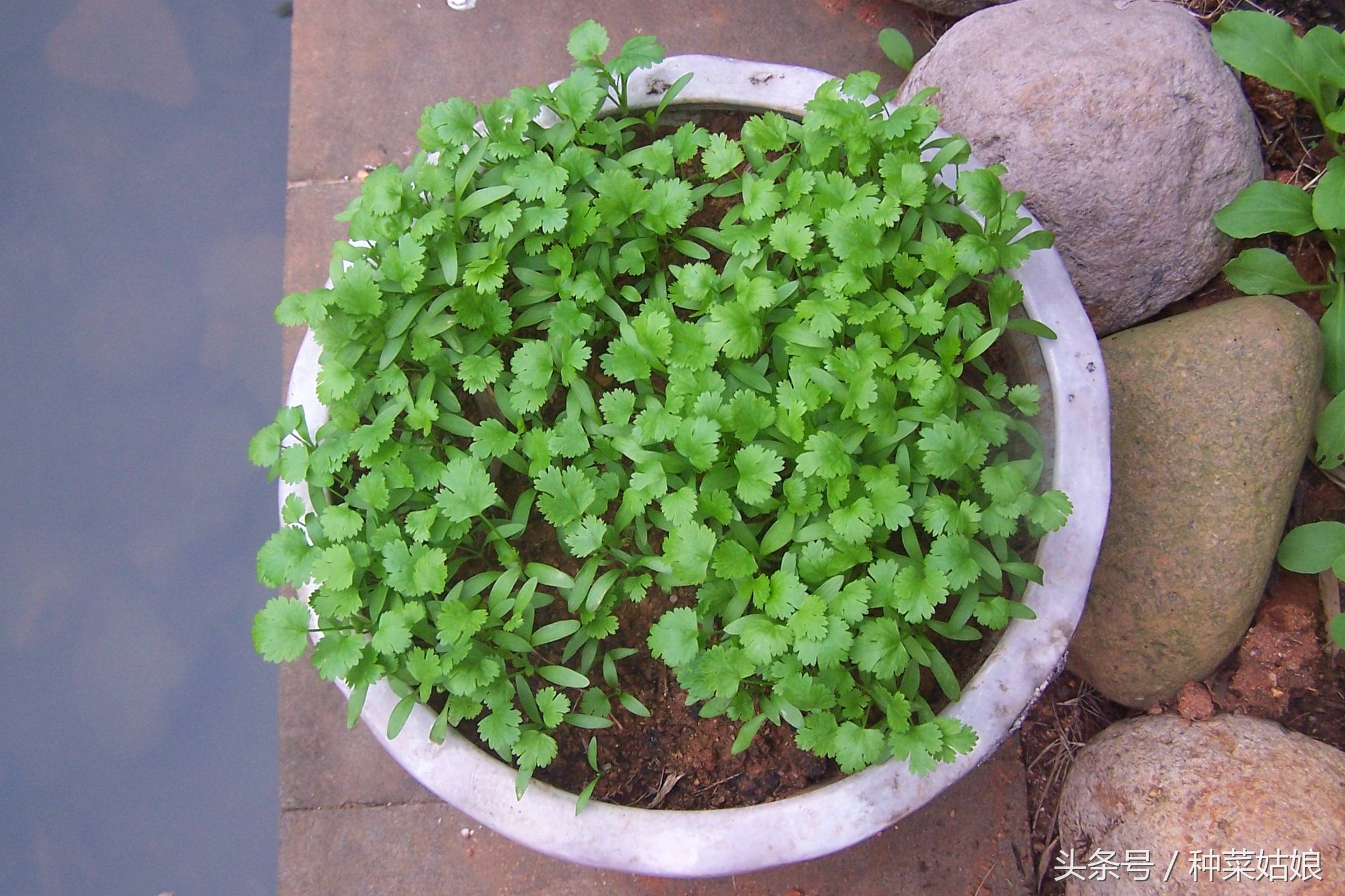 香菜几天出苗芹菜多少天出苗,香菜出苗比小葱出苗晚吗