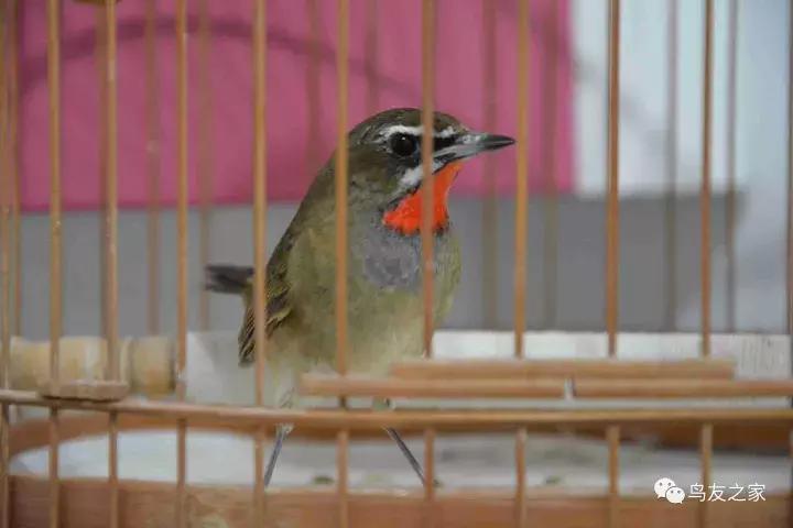 蓝点颏冬季,靛颏冬季饲养管理