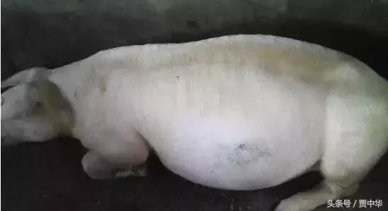 治猪病的草药,什么药能治猪的百病