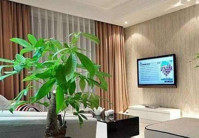 家中的植物常养不好预示着什么,警惕这些家中植物可能是隐藏杀手