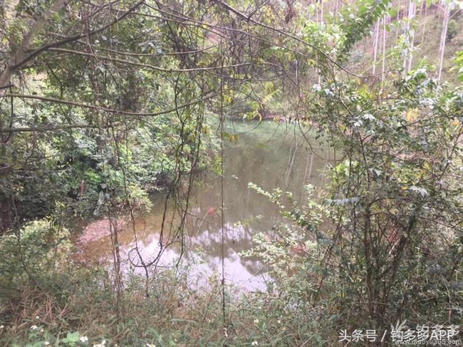 奔横县只为巴西雕，遇降温无奈成掐鲤