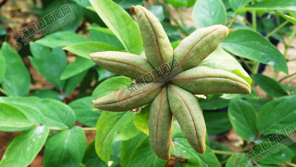 张家口野生牡丹,张家口花开富贵